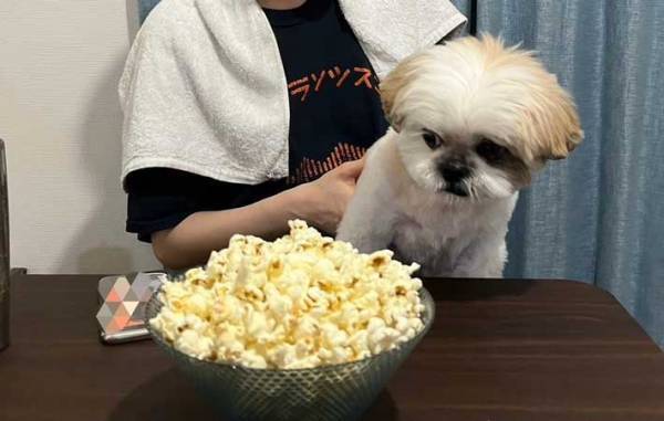 初めてポップコーンを見た犬　分かりやすい表情に「めっちゃ笑った」