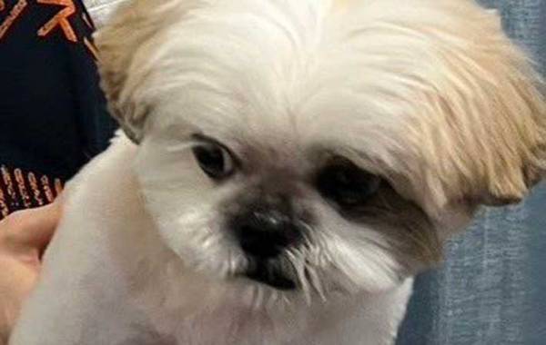 初めてポップコーンを見た犬　分かりやすい表情に「めっちゃ笑った」