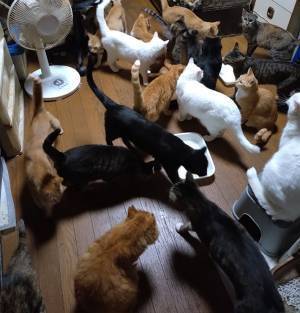 飼い主「廊下でやりなさーい」　部屋で寝られなくなったワケに「わろた」