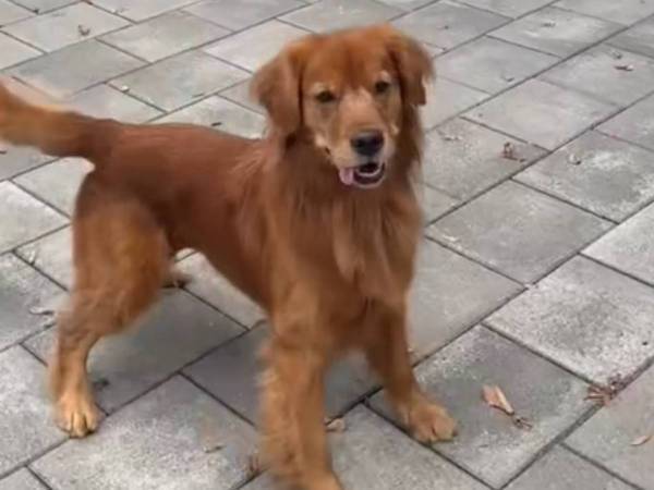 トリミングに行きたくない犬　とった『行動』に吹き出す！「すすぎは完了」