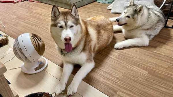 サーキュレーターの前で愛犬が？　２匹の行動に「もう１個買ってあげて～」