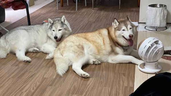 サーキュレーターの前で愛犬が？　２匹の行動に「もう１個買ってあげて～」