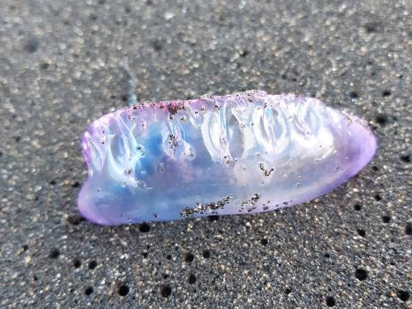 絶対に触らないで！　自治体の呼びかけに「もうこの時期か」「本当に注意して」