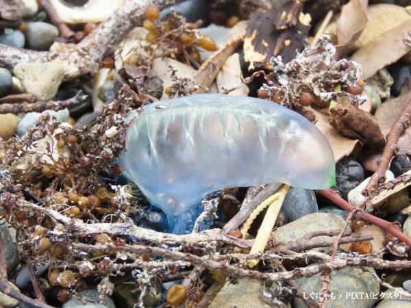 絶対に触らないで！　自治体の呼びかけに「もうこの時期か」「本当に注意して」