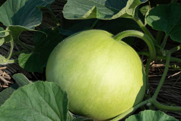 ウリ科植物の強い苦みにご用心！　長野県が注意喚起