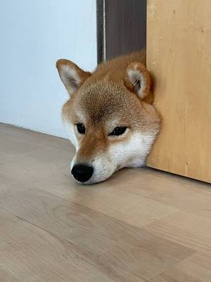 「生首かと思った…」　自宅で撮った１枚に写っていた存在とは…？