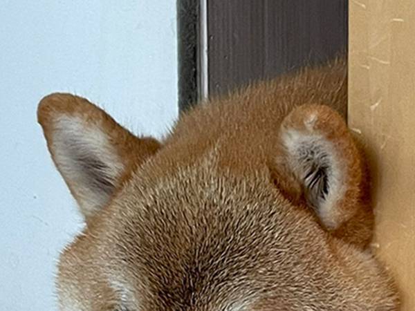 「生首かと思った…」　自宅で撮った１枚に写っていた存在とは…？