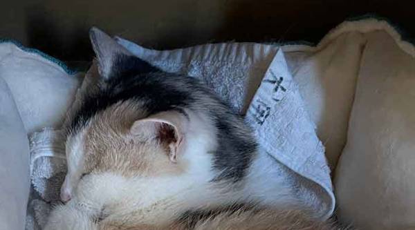 スヤスヤと眠る猫　ベッドの中を見ると…「じわじわくる」「笑いが止まらん」