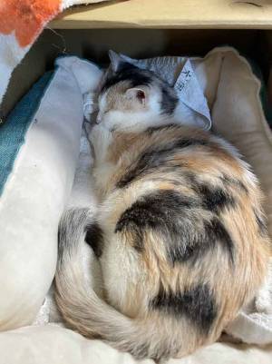 スヤスヤと眠る猫　ベッドの中を見ると…「じわじわくる」「笑いが止まらん」