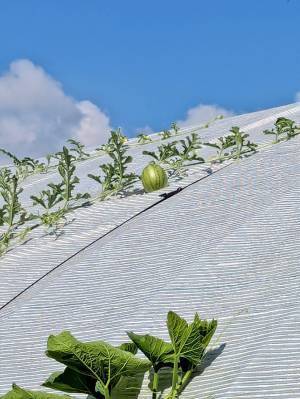 スイカの苗を植えた夫婦、想定外の結果が…「こりゃ驚いた」「すごい生命力」