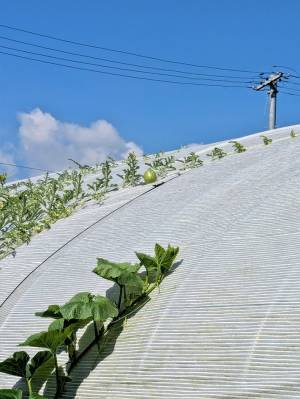 スイカの苗を植えた夫婦、想定外の結果が…「こりゃ驚いた」「すごい生命力」