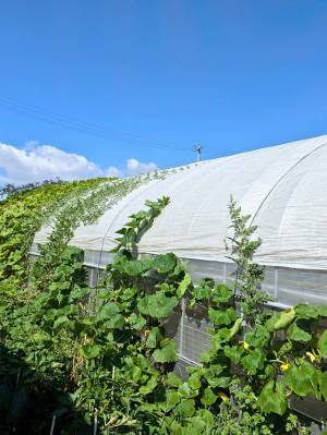 スイカの苗を植えた夫婦、想定外の結果が…「こりゃ驚いた」「すごい生命力」