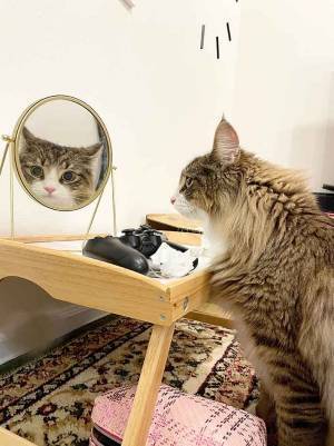 鏡の前で猫が？　飼い主が「二度見した」表情が「もったいないくらい」
