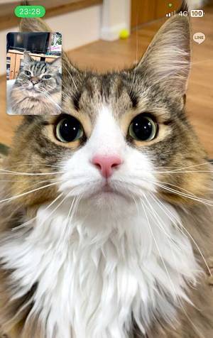 ビデオ通話する猫の姿に『２３万いいね』　「最高すぎる」