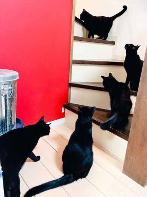 ５匹の猫が？　階段を上っていく様子に「めったに撮れない」「もはやアート」