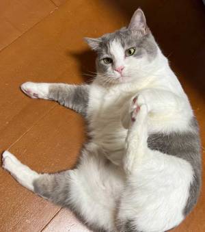 「お尻拭くよ」と声を掛けると…　猫のポーズに「天才」「涙が出てくる」