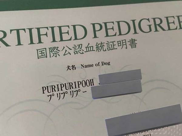 フレンチブルドッグの血統書　書かれていたことに「まさかの」「笑い止まらん」