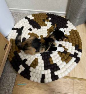マットの上の猫が？　「完ぺき」な姿に「笑いがとまらん」「消えたかと思った」