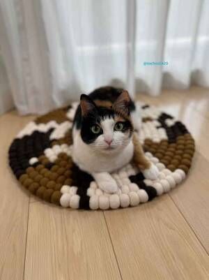 猫の写真