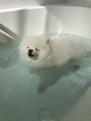 風呂に入るポメラニアン　その表情に「ごめん笑った」「切ない」