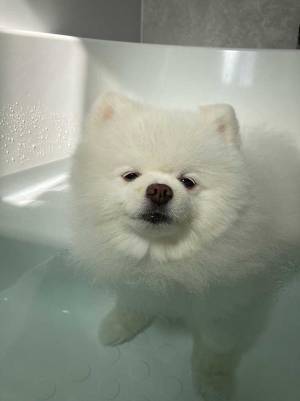 風呂に入るポメラニアン　その表情に「ごめん笑った」「切ない」