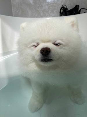 風呂に入るポメラニアン　その表情に「ごめん笑った」「切ない」