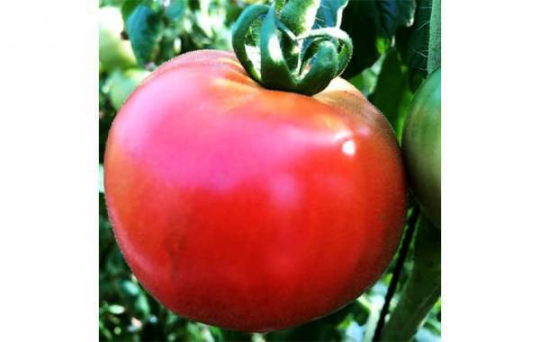 皮を簡単にむくコツは？　農家のアドバイスで、ペロリとできそう