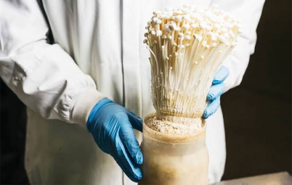 エノキの横線、ここで切るという目安？　生産者の回答に「そうだったの！」