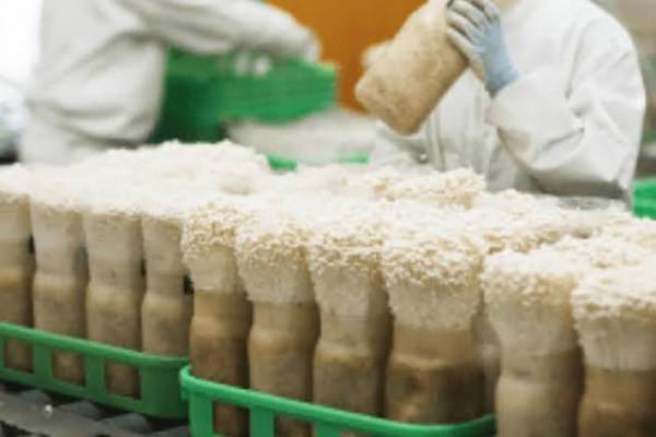 エノキの横線、ここで切るという目安？　生産者の回答に「そうだったの！」