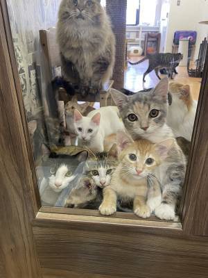 「朝ご飯待ちってレベルじゃねえ」　ドアの向こうを見ると？