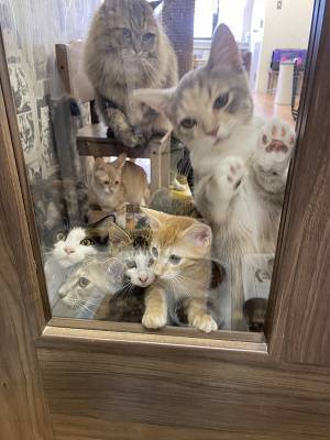 「朝ご飯待ちってレベルじゃねえ」　ドアの向こうを見ると？