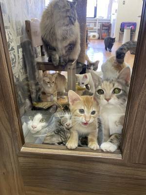 「朝ご飯待ちってレベルじゃねえ」　ドアの向こうを見ると？