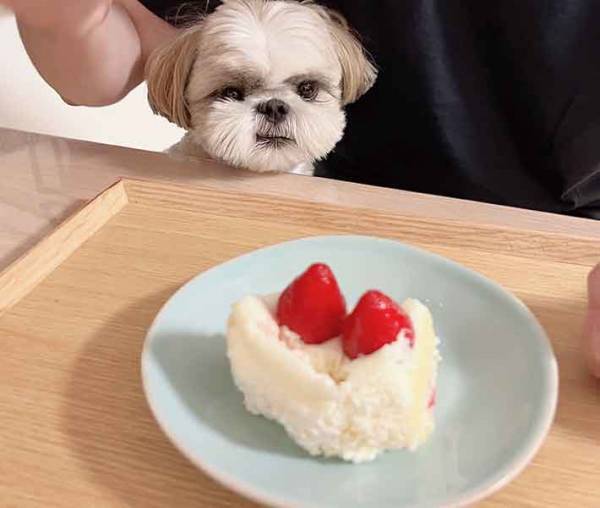 ケーキを前に犬が？　自ら悟った表情に「顔、顔ー！」