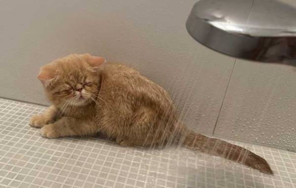 風呂場の猫に１２万人が爆笑　シャワーを見た時の表情に「爆笑」「がんばれー！」