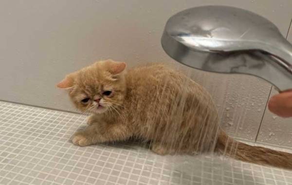 風呂場の猫に１２万人が爆笑　シャワーを見た時の表情に「爆笑」「がんばれー！」