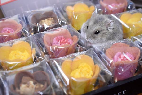 お菓子にまぎれる『灰色』の存在　状況に「黒ゴマ？」「どうしたの」