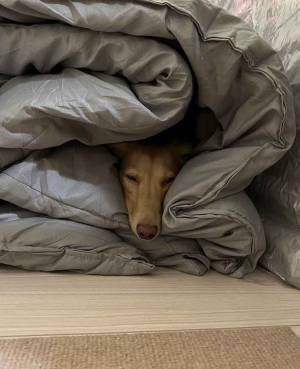 飼い主「どこいった」　見つけた愛犬の姿に「笑った」「お構いなしだな」