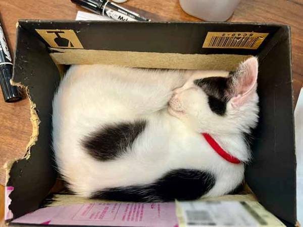 ダンボールから出てこない猫　様子を見に行くと…「笑いが止まりません」