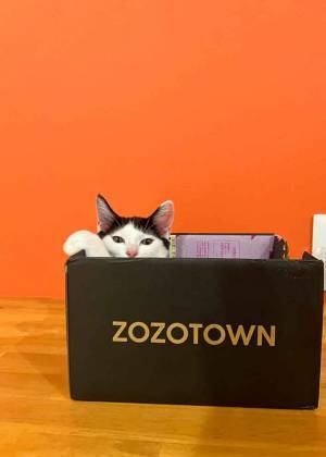 ダンボールから出てこない猫　様子を見に行くと…「笑いが止まりません」