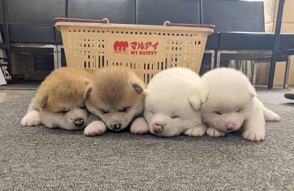 職員「並んでおる…」　職場の床を見ると？「破壊力ありすぎ」「これはズルい」