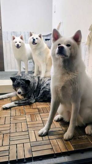 秋田犬４匹に「笑った」「圧がすごい」　米を買いに行くだけなのに？