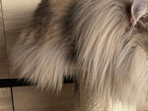 せっかくの新しい爪とぎなのに…　愛猫の行動に「予想をはるかに超えとる」