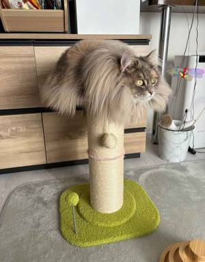 せっかくの新しい爪とぎなのに…　愛猫の行動に「予想をはるかに超えとる」