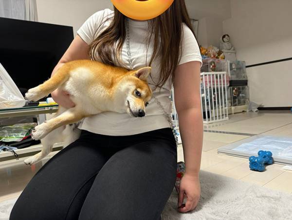 騒ぎすぎて捕獲された柴犬　向けた表情に「笑った」「顔―！」