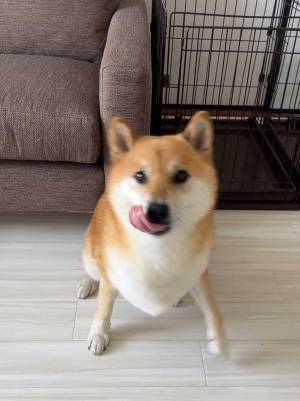 飼い主「ご飯食べる？」　柴犬の表情に「笑った」「食いしん坊！」