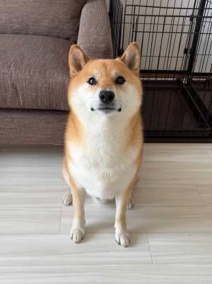 柴犬の画像