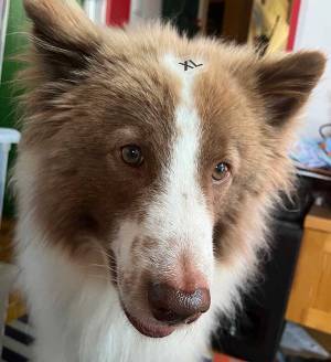 おでこに『XL』を付けた犬　飼い主のコメントに「本当にそれ！」