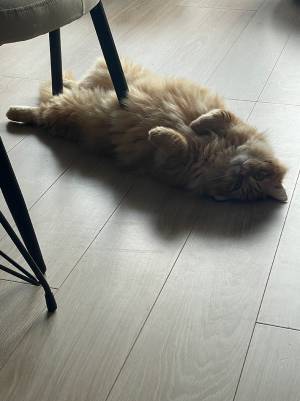 床で横になっていた猫が？　格好に「今日イチ笑った」「めり込んでますね」