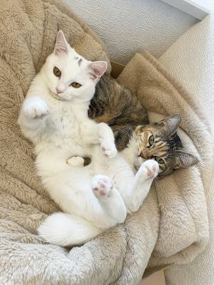 「どうなってるのか全然理解できない」　２匹の猫をよく見ると？