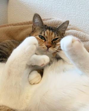 「どうなってるのか全然理解できない」　２匹の猫をよく見ると？